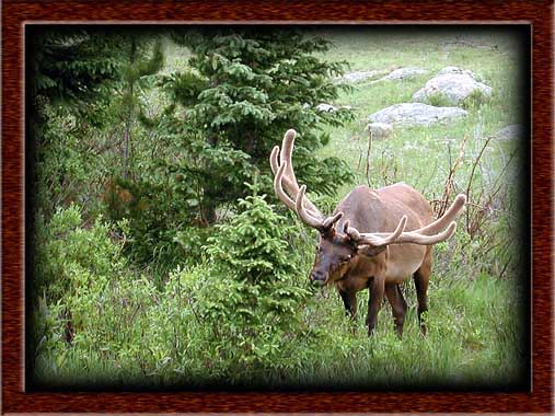 Elk in velvet, Rocky Mountain National Park, '01