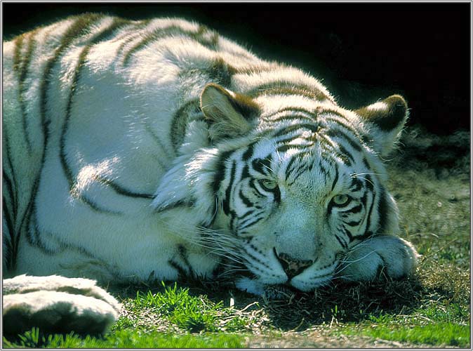Neela, Ft. Worth Zoo '94?