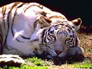 Neela, Ft. Worth Zoo, '94?
