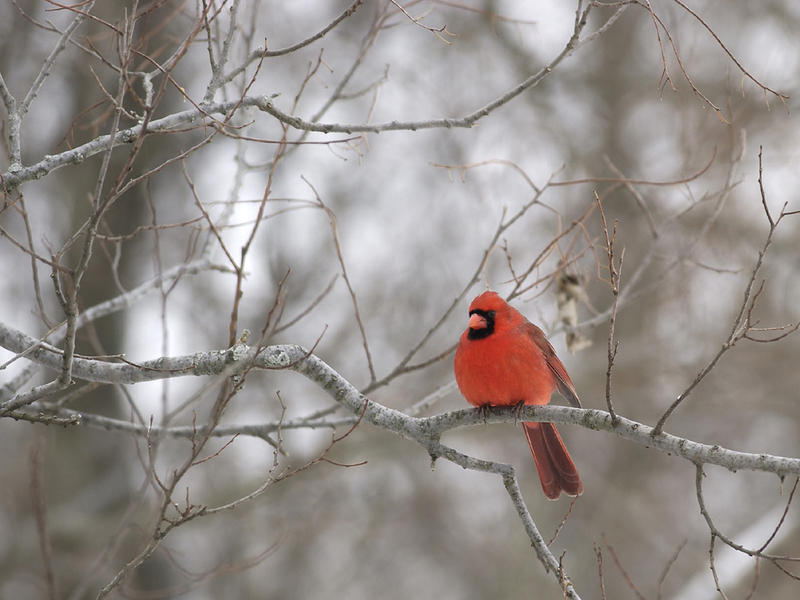 Cardinal #2 In Winter...