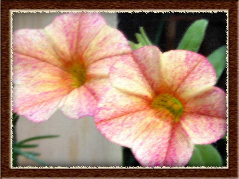 FloralBristol6131s7