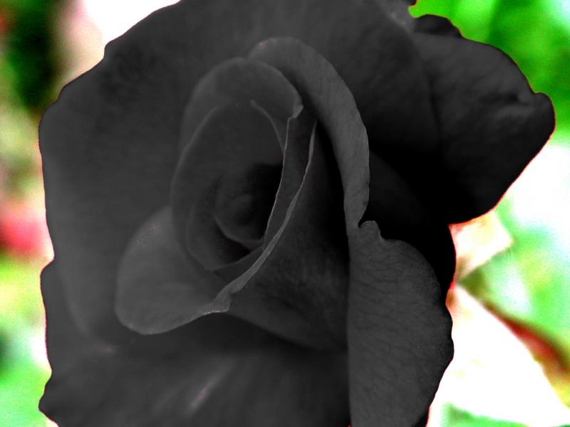 Floral4334_Blacks7