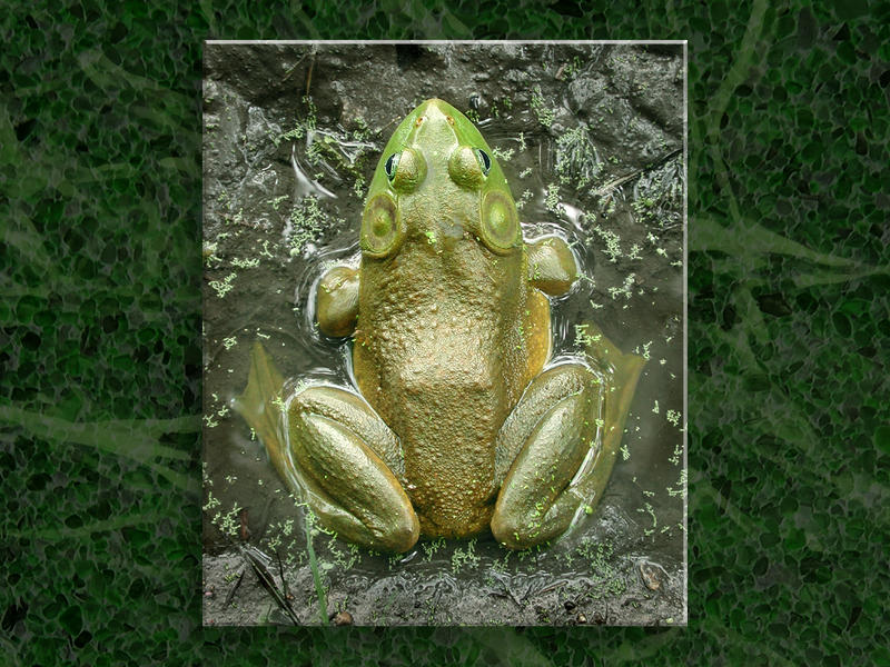 Froggie #1...