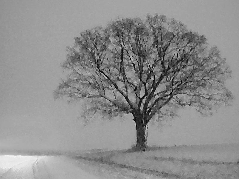 Snow Tree In Southern Illinois...