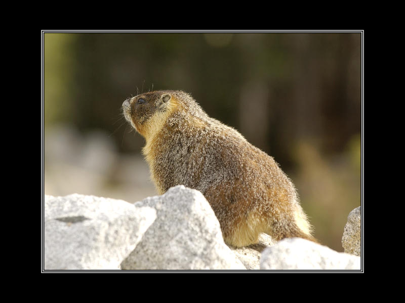 Marmot At Yosemite...
