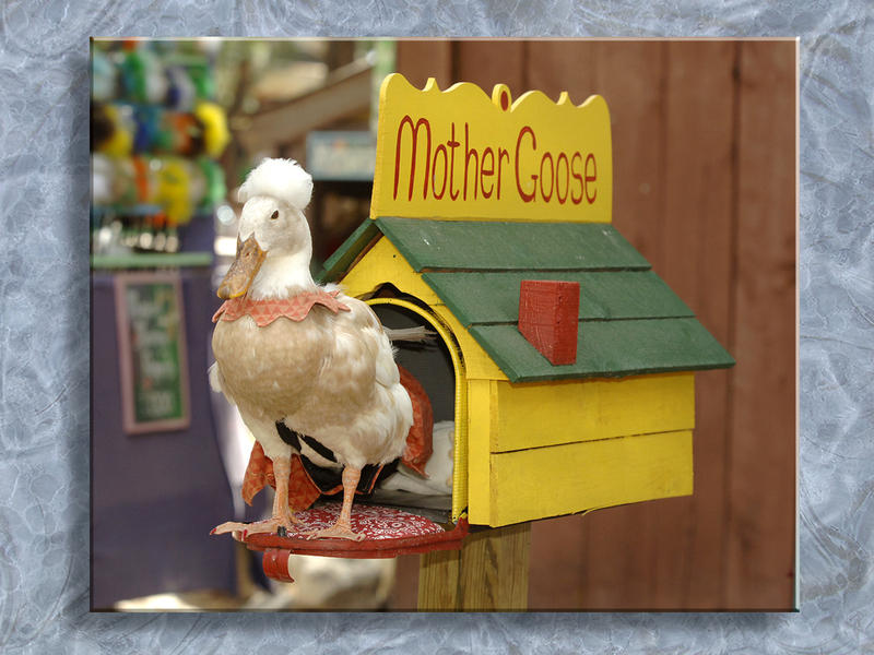 Mother Goose... Obviously...