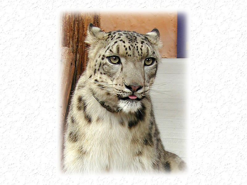 Snow Leopard At CoRF...
