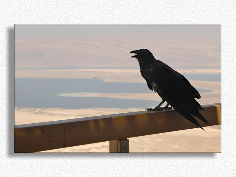 Masada Raven Stands Guard...