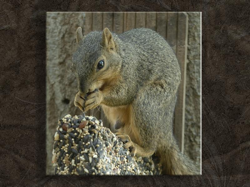 Rocky At the Feeder...