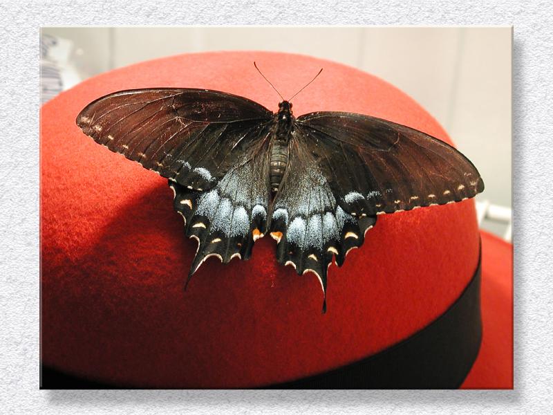 Butterfly Hat...