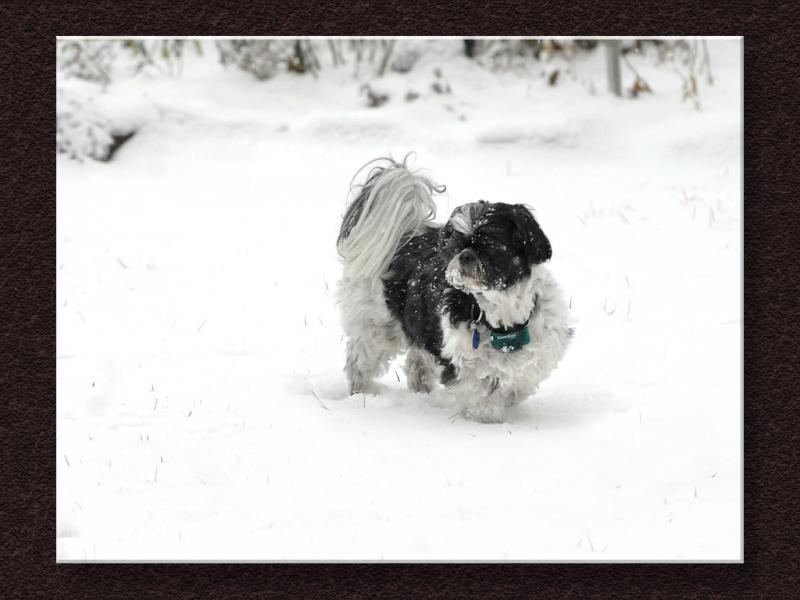 Molly In the Snow...