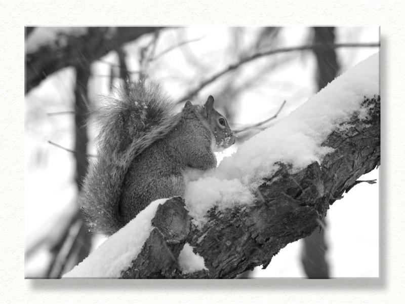 Chilly Squirrel...