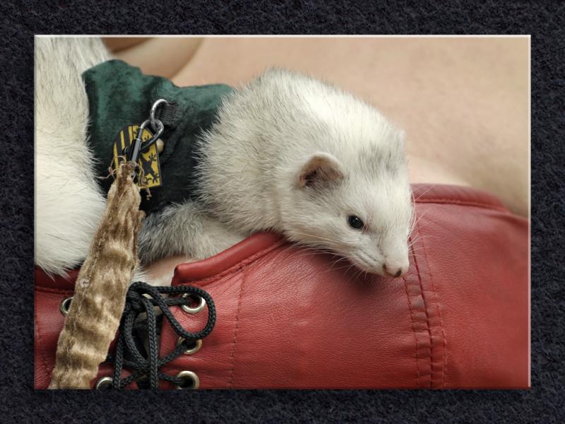 Ferret Love...