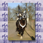More Joust Action...