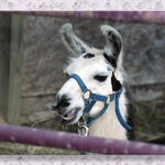 Drama Llama?