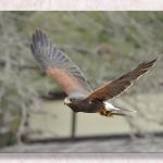 On the Wing...