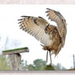 Flaring For a Landing...