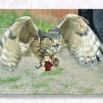 'Steve the Stuffed' Gets a Ride...
