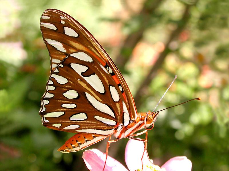 Butterfly #5...