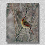 Cardinal In Winter...