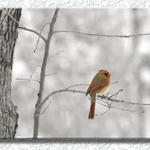 Cardinal #4 In Winter...