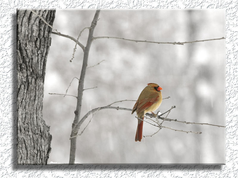 Cardinal #4 In Winter...