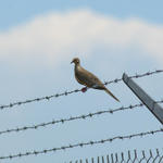 Dove On a Wire...