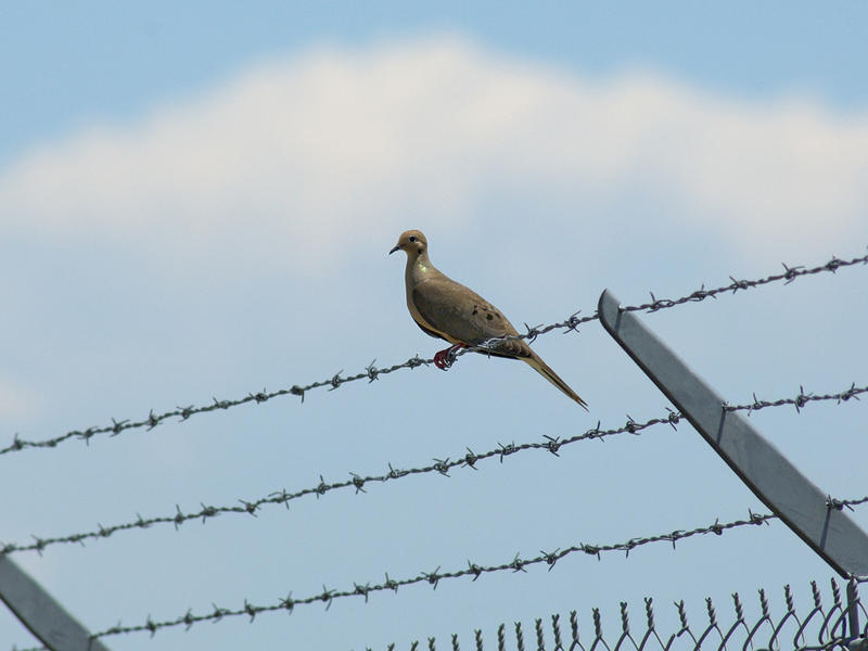 Dove On a Wire...