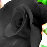 Floral4334_Blacks7
