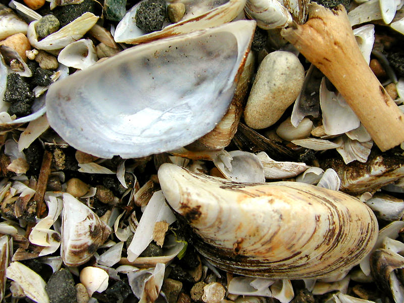 Bristol Sea Shells...
