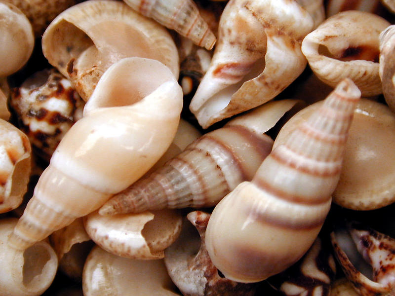Shells from Lake Michigan...