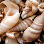 Shells from Lake Michigan...