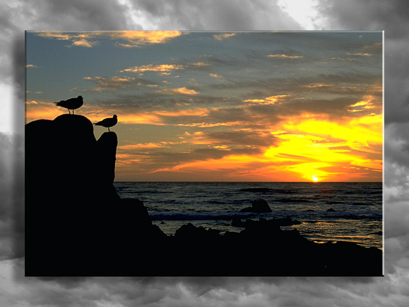 Seagull Sunset...