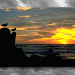 Seagull Sunset...