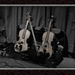 Rosie's Violins...