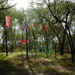 Woods And Banners At Hawkwood...