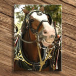 Smiley The Clydesdale...