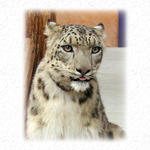 Snow Leopard At CoRF...