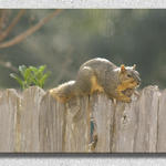 Squirrel On the Fence...