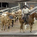 Cattle Drive at the Stock Yards...