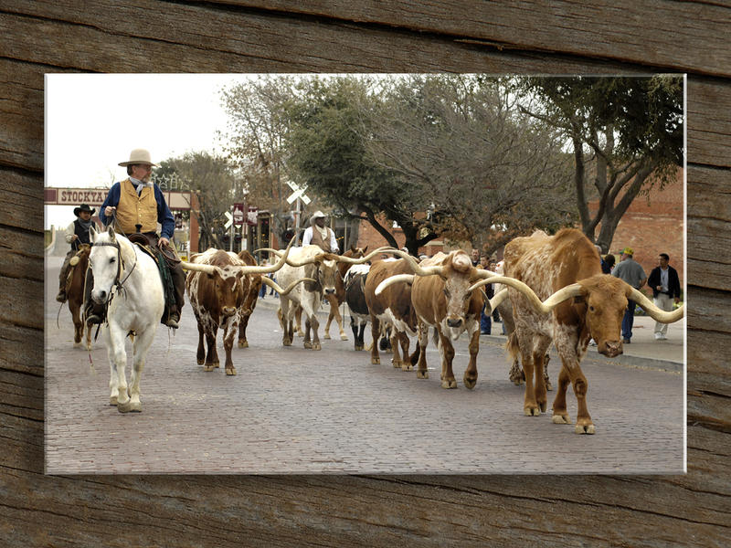 Cattle Drive...