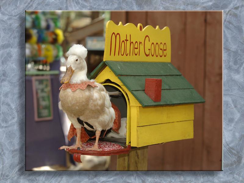 Mother Goose at COrf...