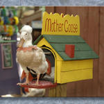 Mother Goose at COrf...
