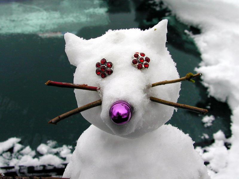 Snow Rat Head Shot...