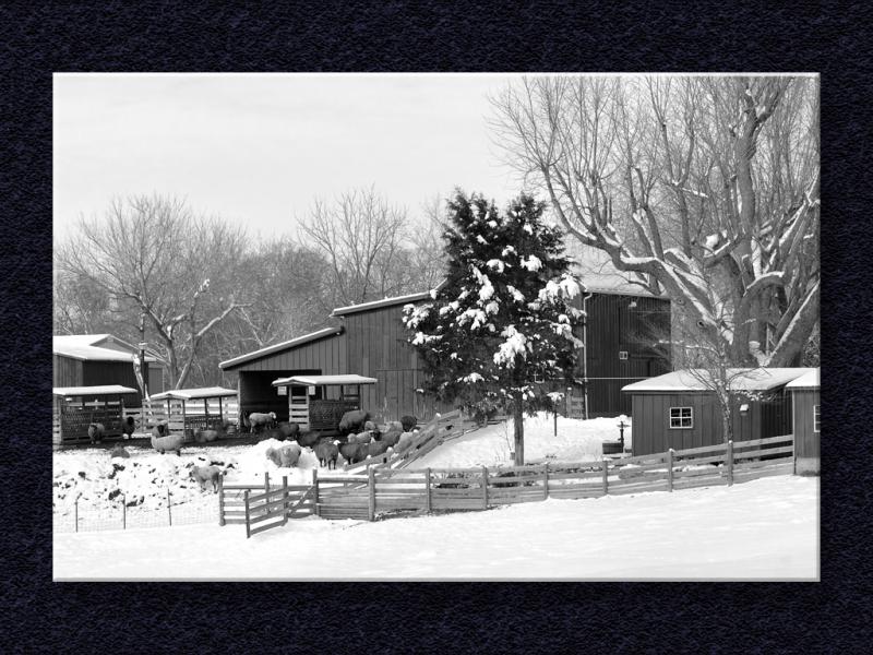 Snowy Sheep and Barn...