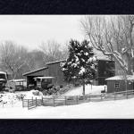 Snowy Sheep and Barn...