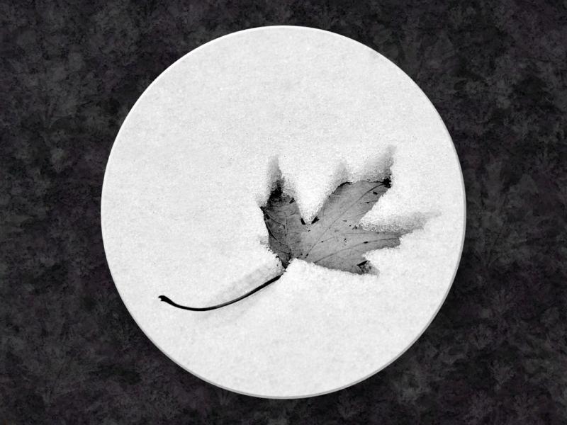 Leaf In the Round...