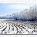 Snowy Fields in Illinois...