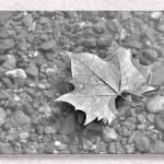 Leaf In the Meramec...