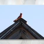 Cardinal Sings Farewell During Ceremony...